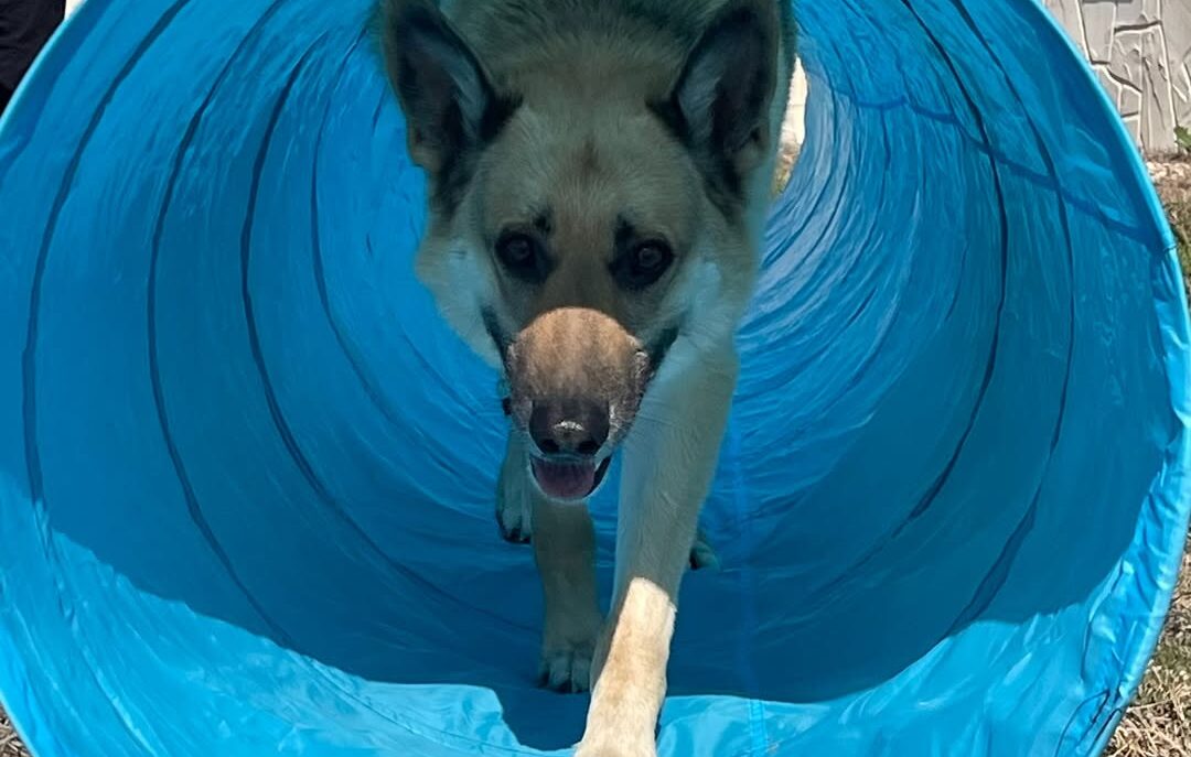 thek9xi (8)